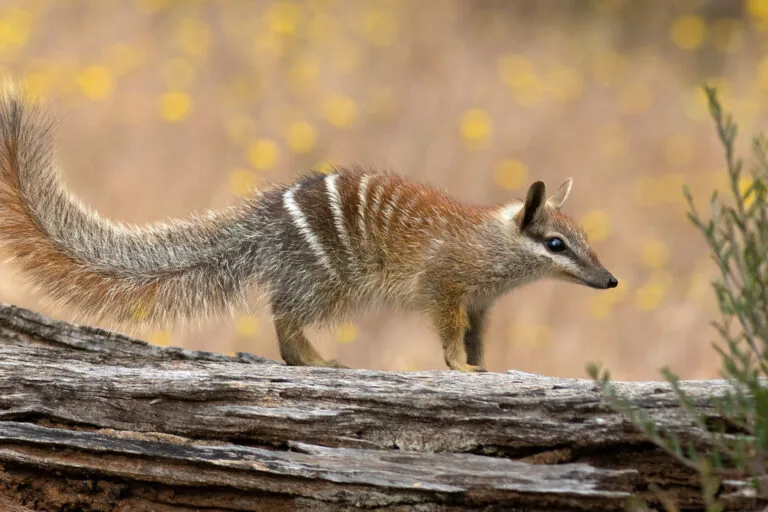Numbat, símbolo da Austrália Ocidental, avança em recuperação