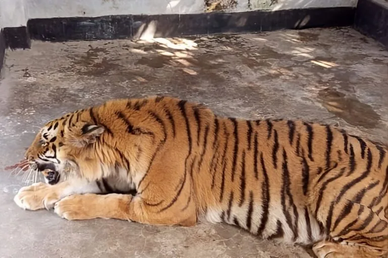 Bangladesh se prepara para a primeira soltura de tigre resgatado de armadilha de caçadores
