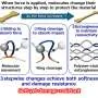 Polymer network reconfigures in sequence, helping elastomers stay tough under strain