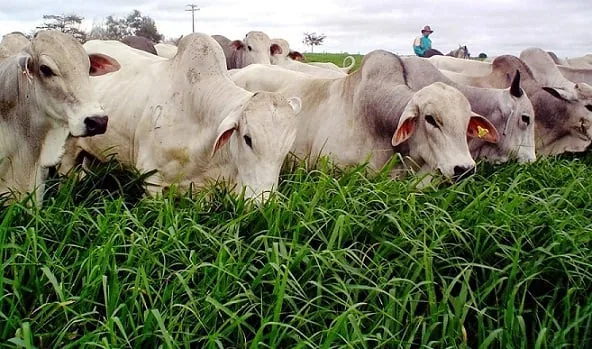 Escolha da semente impacta na eficiência das pastagens