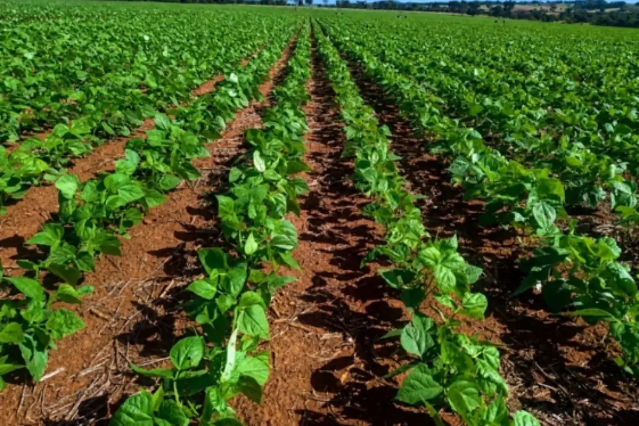 O solo como sistema vivo e o aumento da produtividade do feijão irrigado em Goiás