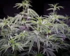 Uso de cannabis medicinal com alto THC é comum na Austrália