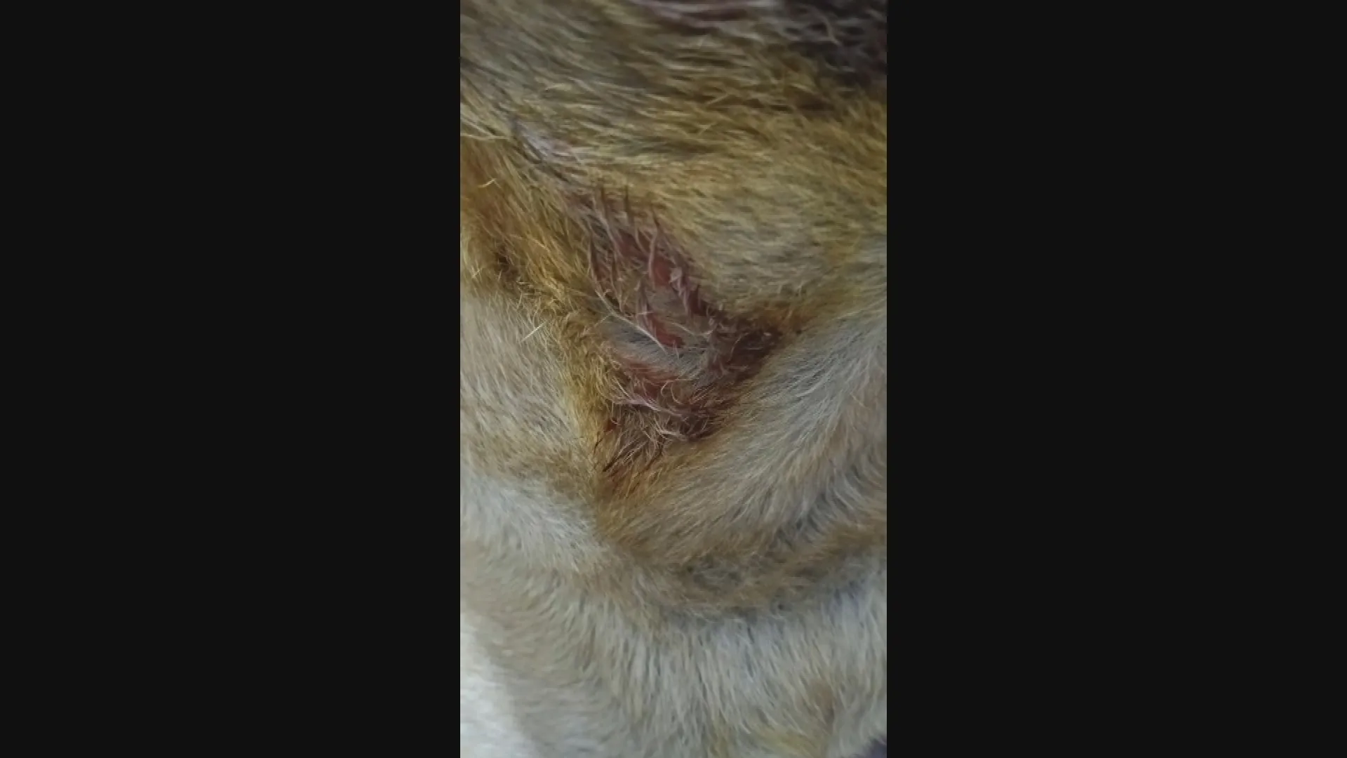 Ataque de pit bull gera confusão e briga em Belo Horizonte