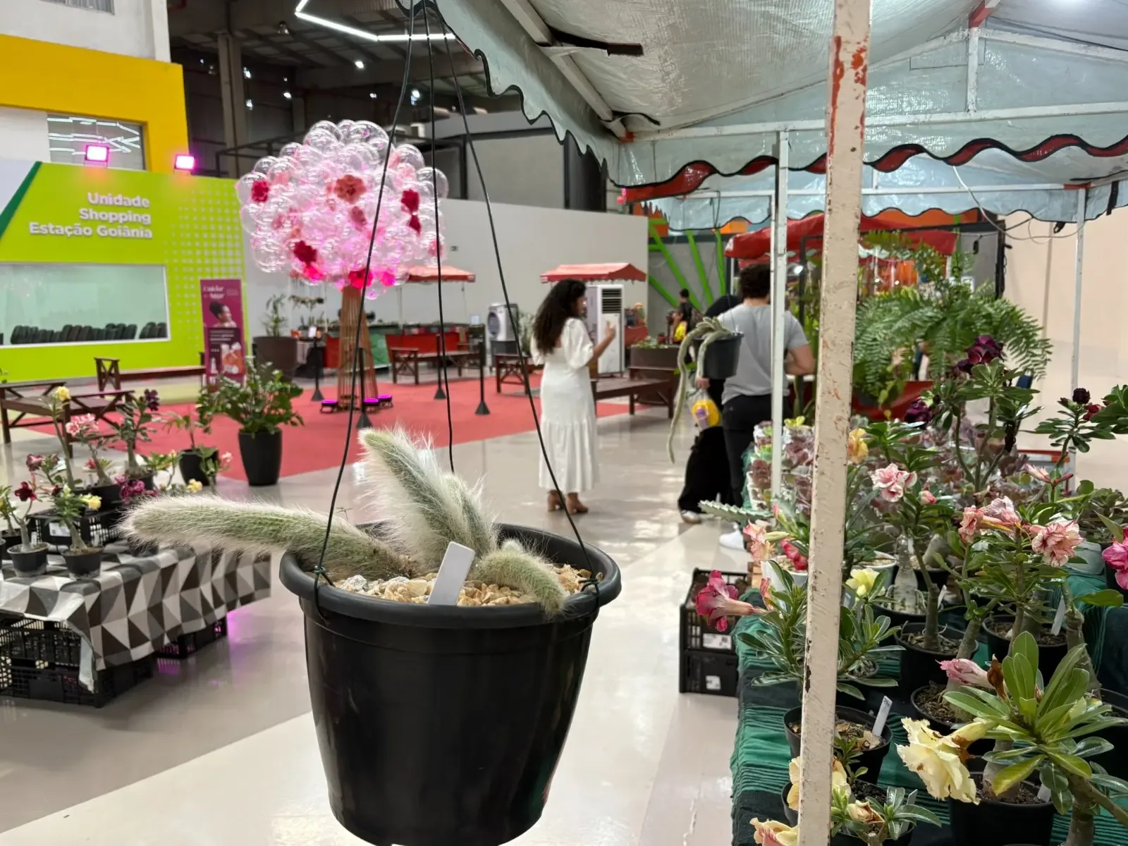 Goiânia sedia Bazar Estação das Plantas em julho