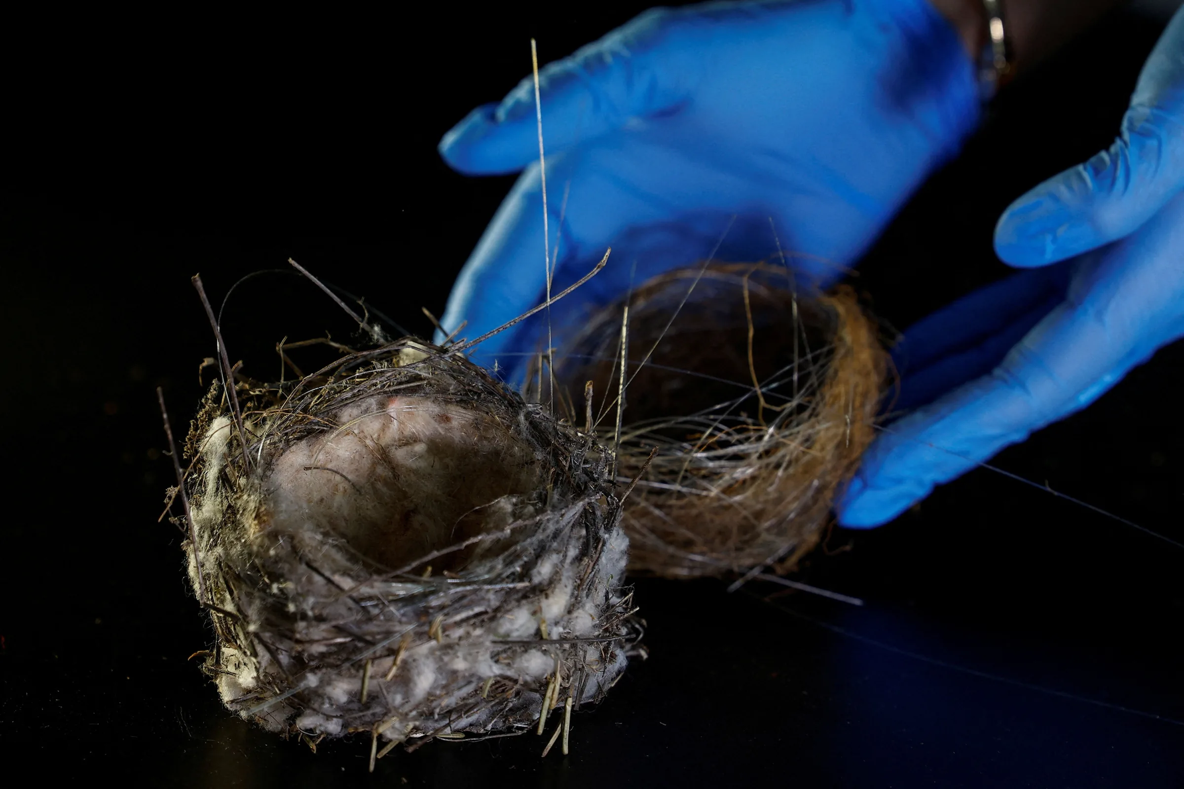 Cabos de fibra óptica usados na guerra aparecem em ninhos de aves na Ucrânia; veja FOTOS