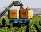 Taylor Farms retira alface iceberg de 27 estados devido à contaminação por Cyclospora