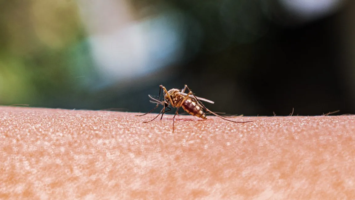Mudanças Climáticas Aumentam a Variedade de Mosquitos e Riscos à Saúde