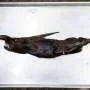 Cientistas podem ter descoberto nova espécie de tubarão-fantasma na Costa Rica