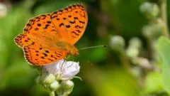 Cruzada por borboletas: como o gado ajuda a preservar a fritilária