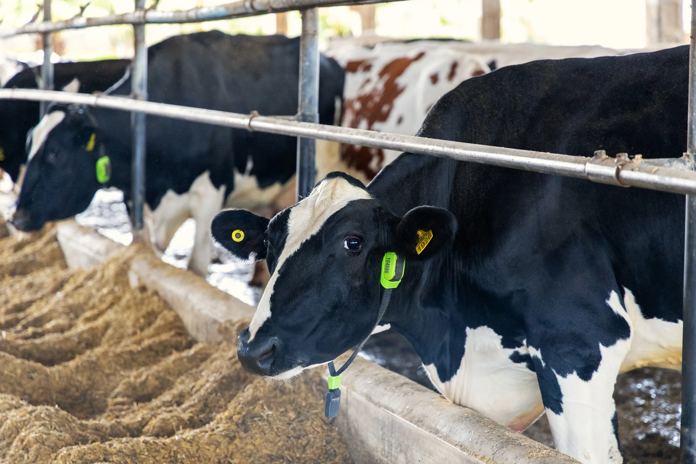 Brasil realiza primeira operação de crédito com vacas monitoradas por IA