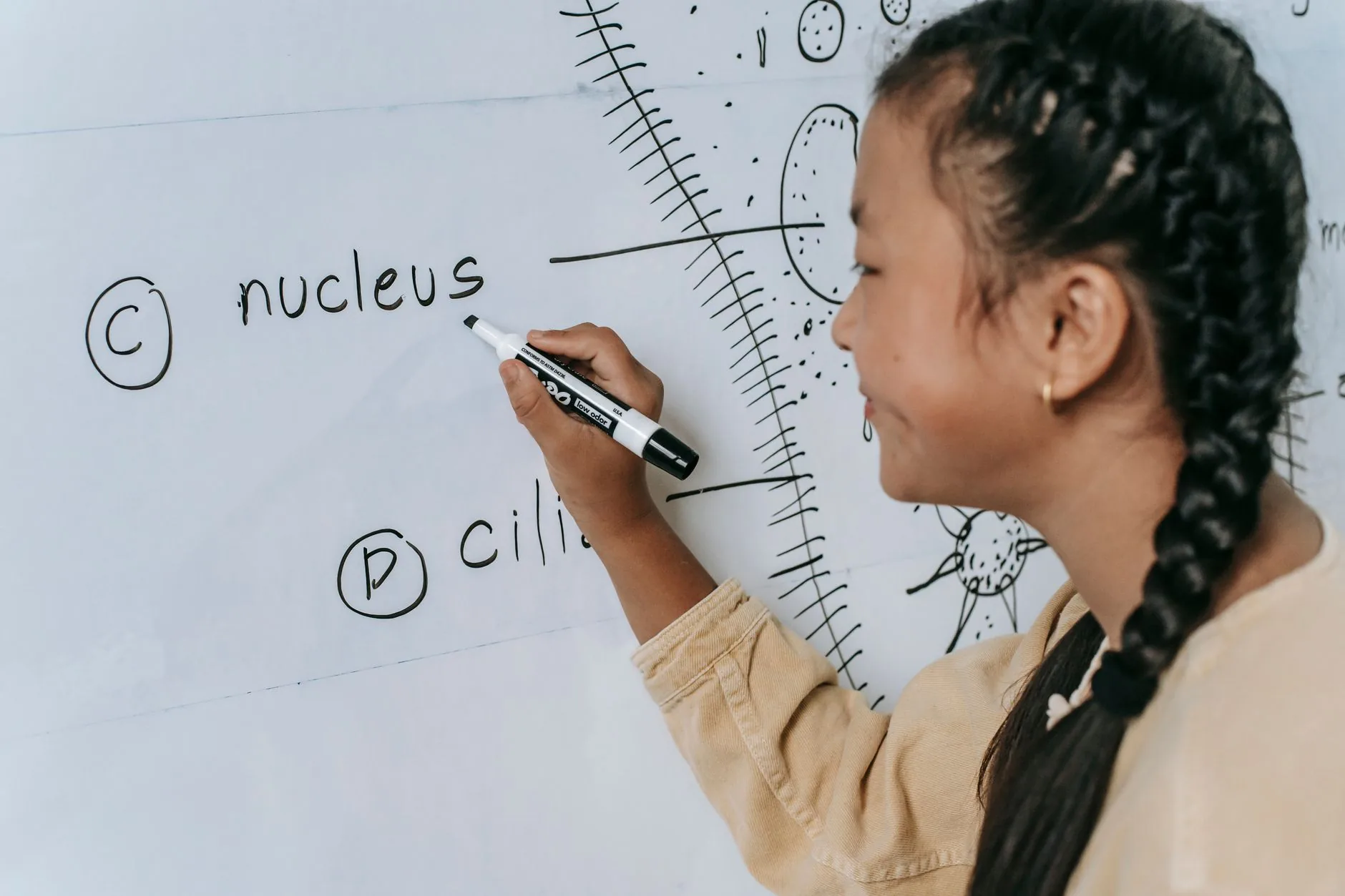 Perguntas e respostas: A Educação Brasileira em Foco