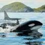 Orcas filmed ramming one of the world's heaviest fish so hard it explodes, possibly for fun