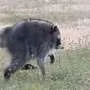 'Jimothy' the raccoon has short spine syndrome—but this condition can affect dogs, too