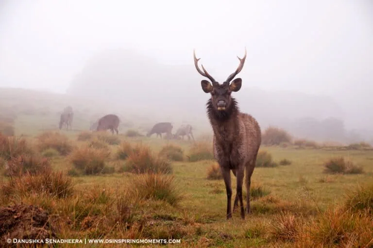 As Sri Lanka braces for El Niño, national parks are a concern amidst encroachment