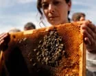 Apresentação de lei na França reautoriza pesticidas banidos