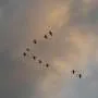 Birds flying in 'V' formation save energy with flatter flaps, new research shows
