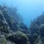 Análises de água do mar podem indicar saúde dos recifes
