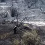 Incêndios florestais se intensificam na Europa e América do Norte, mas queimadas globais diminuem