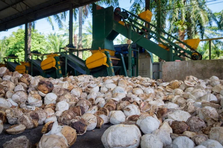 Produtores de borracha da Tailândia se adaptam às novas regras da UE sobre desmatamento