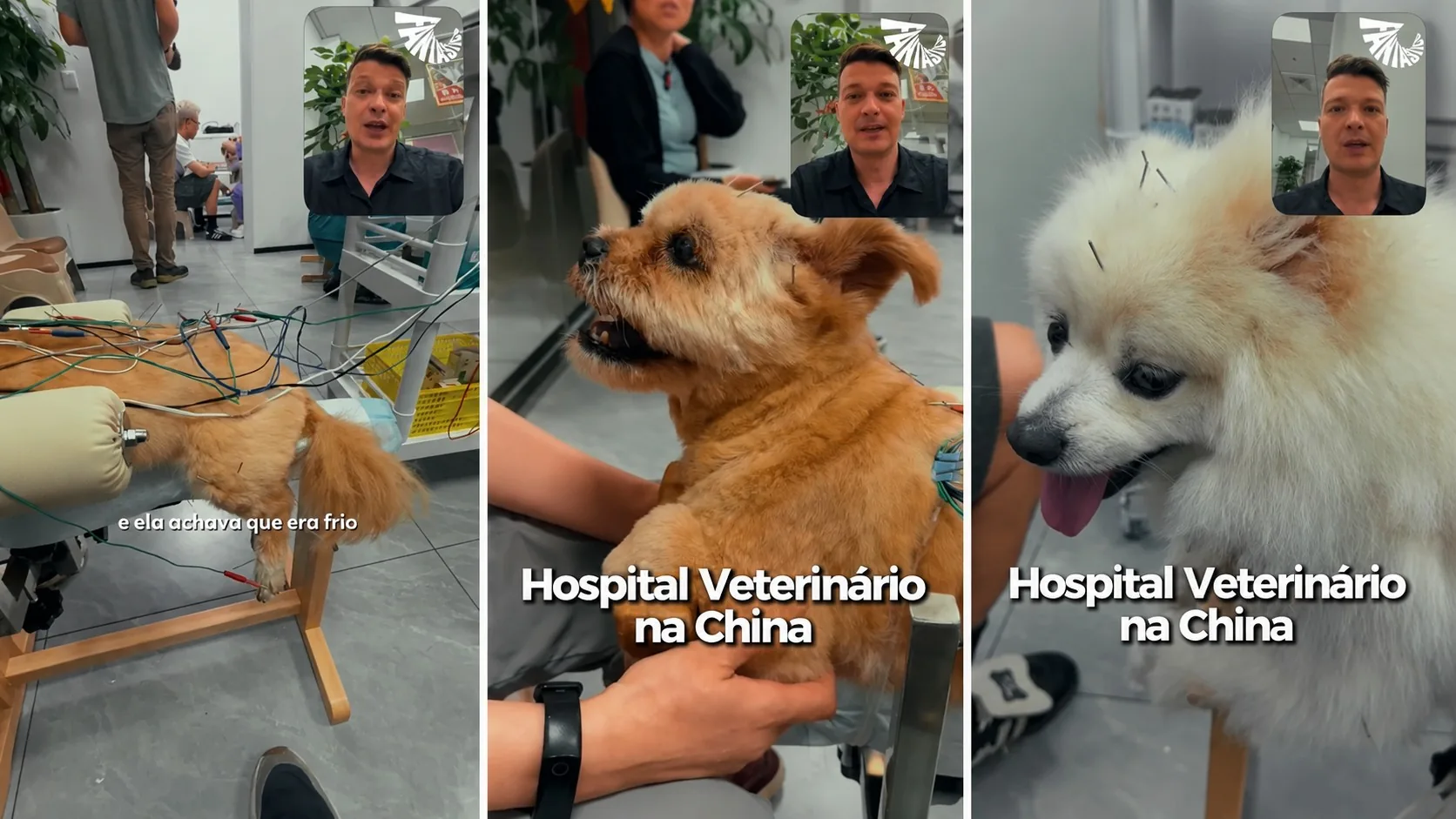 Cão e gato recebem acupuntura na China após acidentes e doenças