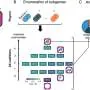 Pesquisadores analisam distribuição de biomassa em comunidades microbianas