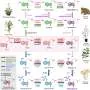 Scientists decipher how a psychedelic substance is created, then engineer a plant to produce several at once