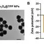 Nanoenzimas mapeiam trajetórias de nanopartículas em células vivas sem engenharia genética