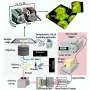 New cell imaging method measures protein folding in living organelles