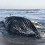 Whales at risk, hungry pelicans: Marine heat wave hits California