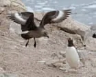 Chegada da gripe aviária H5 na Austrália gera alerta