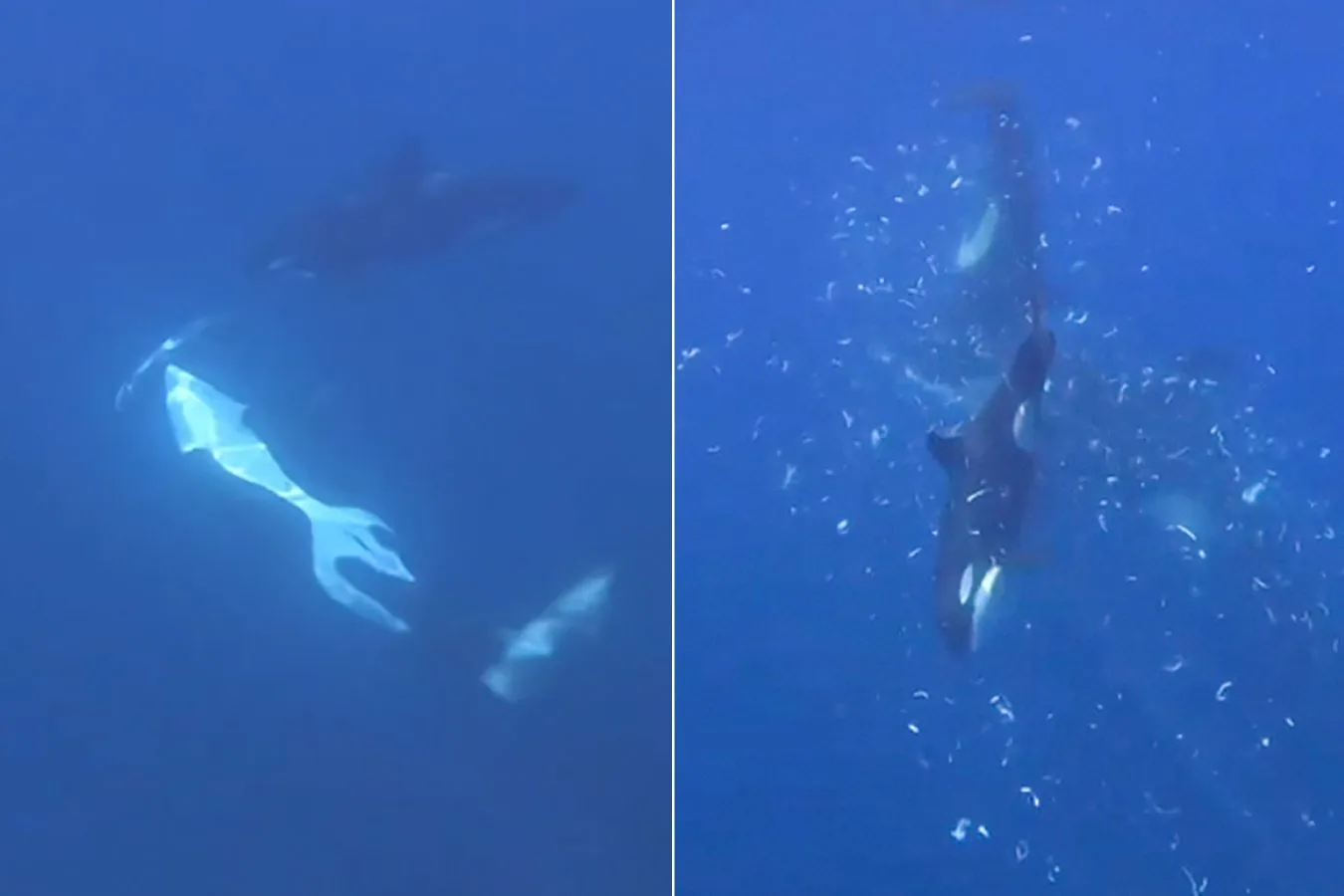 Orcas filmed making sunfish explode by ramming them at high speed