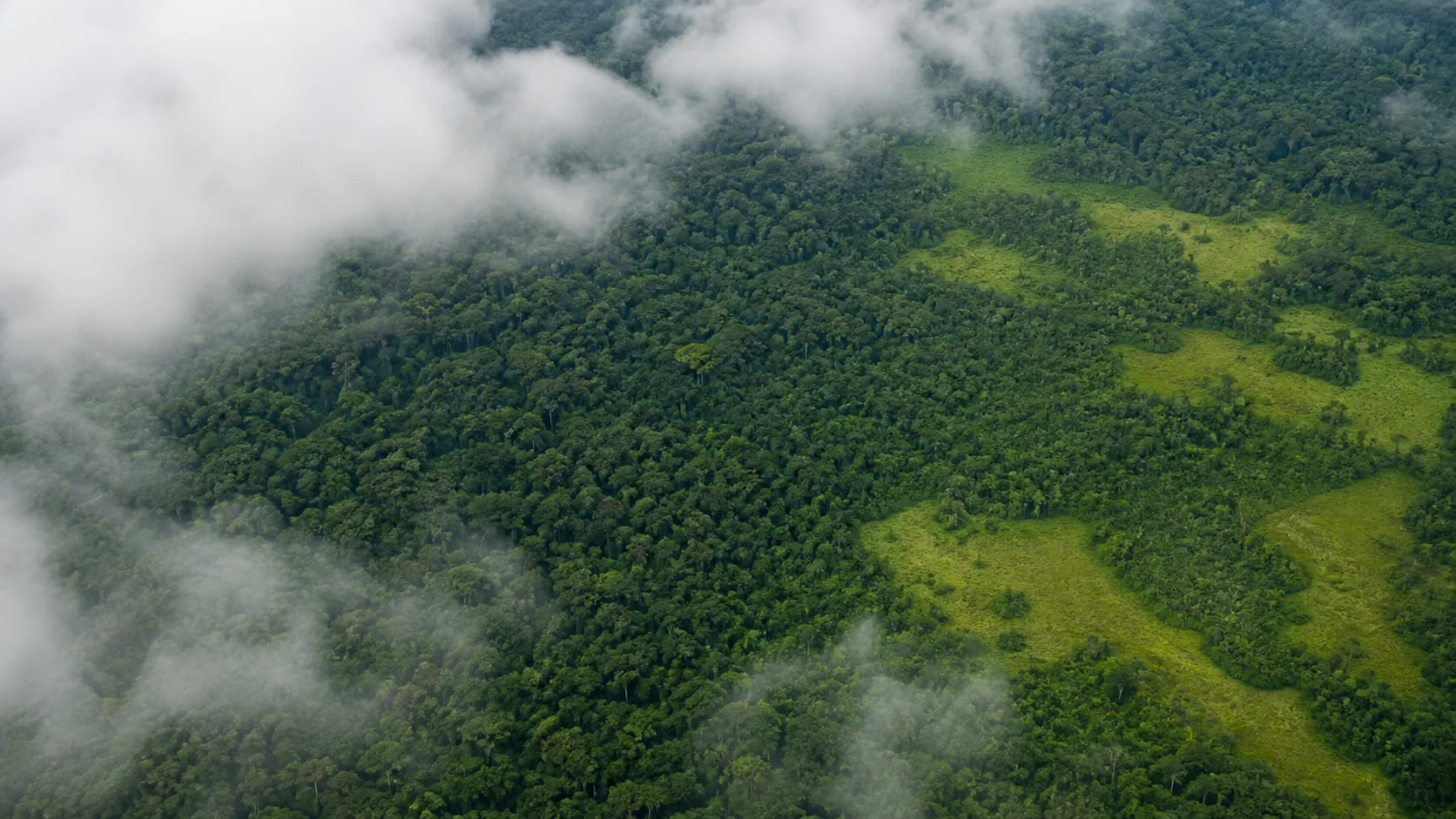 Alertas de desmatamento na Amazônia caem 35% em junho de 2026