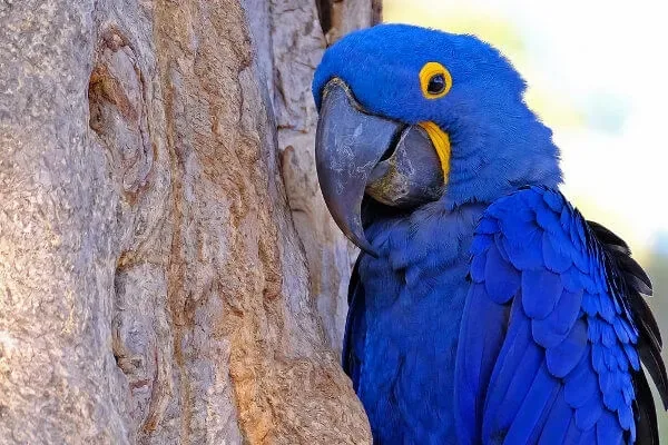 Extinção de espécies pode levar a coextinções silenciosas