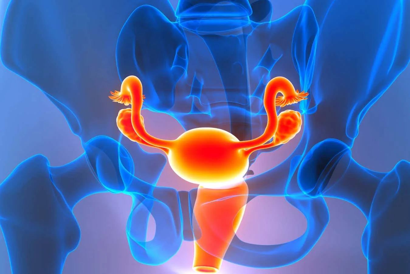 Ovaries may turn into an 'immune-like organ' after the menopause