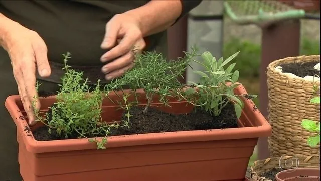 Como montar uma horta em casa com dicas da Embrapa