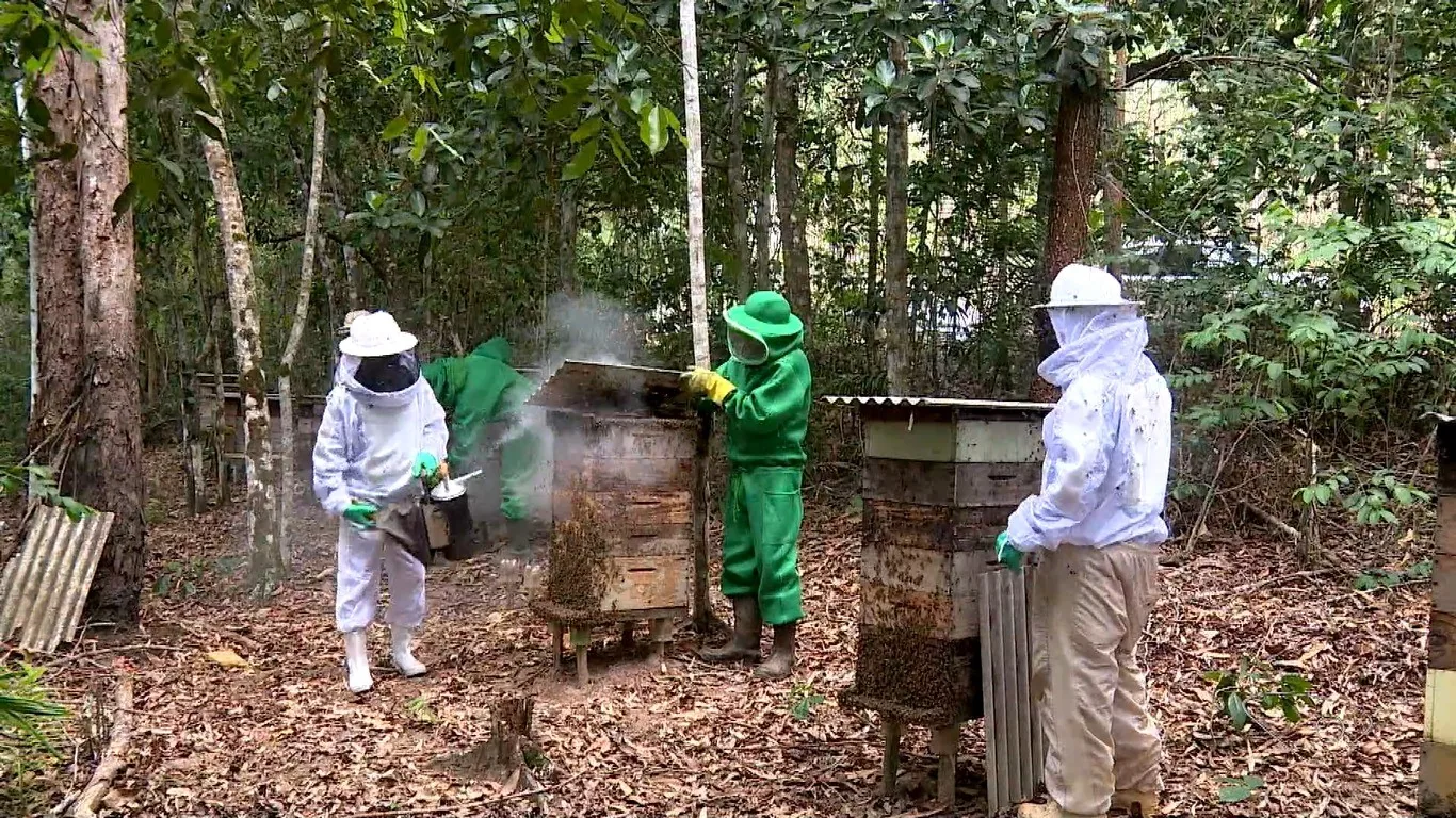 Apicultores utilizam áreas de preservação para produzir mel em Aracruz