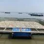 Sensores inovadores detectam sinais de alerta antes de mortes de peixes no Lago Vitória