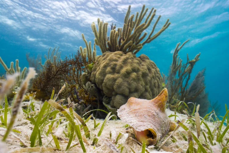 Cientistas utilizam IA para mapear extensão global de gramíneas marinhas