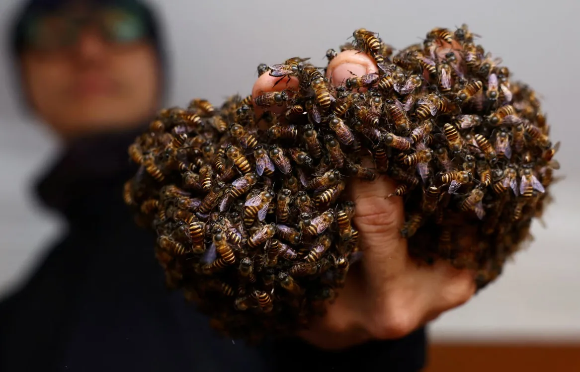 Homem resgata cerca de 6 milhões de abelhas em Singapura