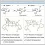 Chemists develop a molecular platform for the selective control of oxygen reaction pathways