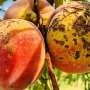 Descoberta de vírus estáveis abre novas possibilidades na pesquisa agrícola
