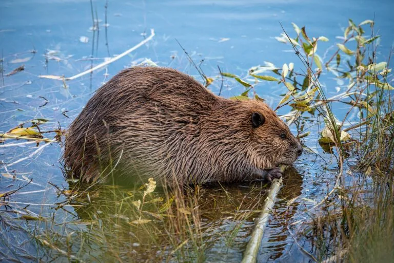 Beavers restored a volcano-scarred river. Now it’s at risk again
