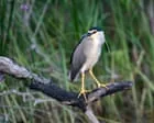 Rare heron seen at Somerset estate where river has been allowed to run free