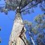 New modeling shows where to focus conservation efforts for Australia's endangered alpine ash