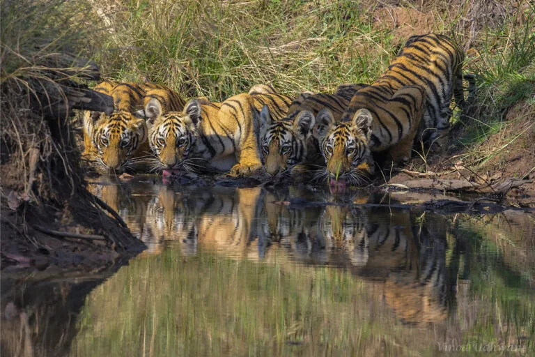 Dia Internacional do Tigre: Recuperação e Conflitos em Áreas Naturais