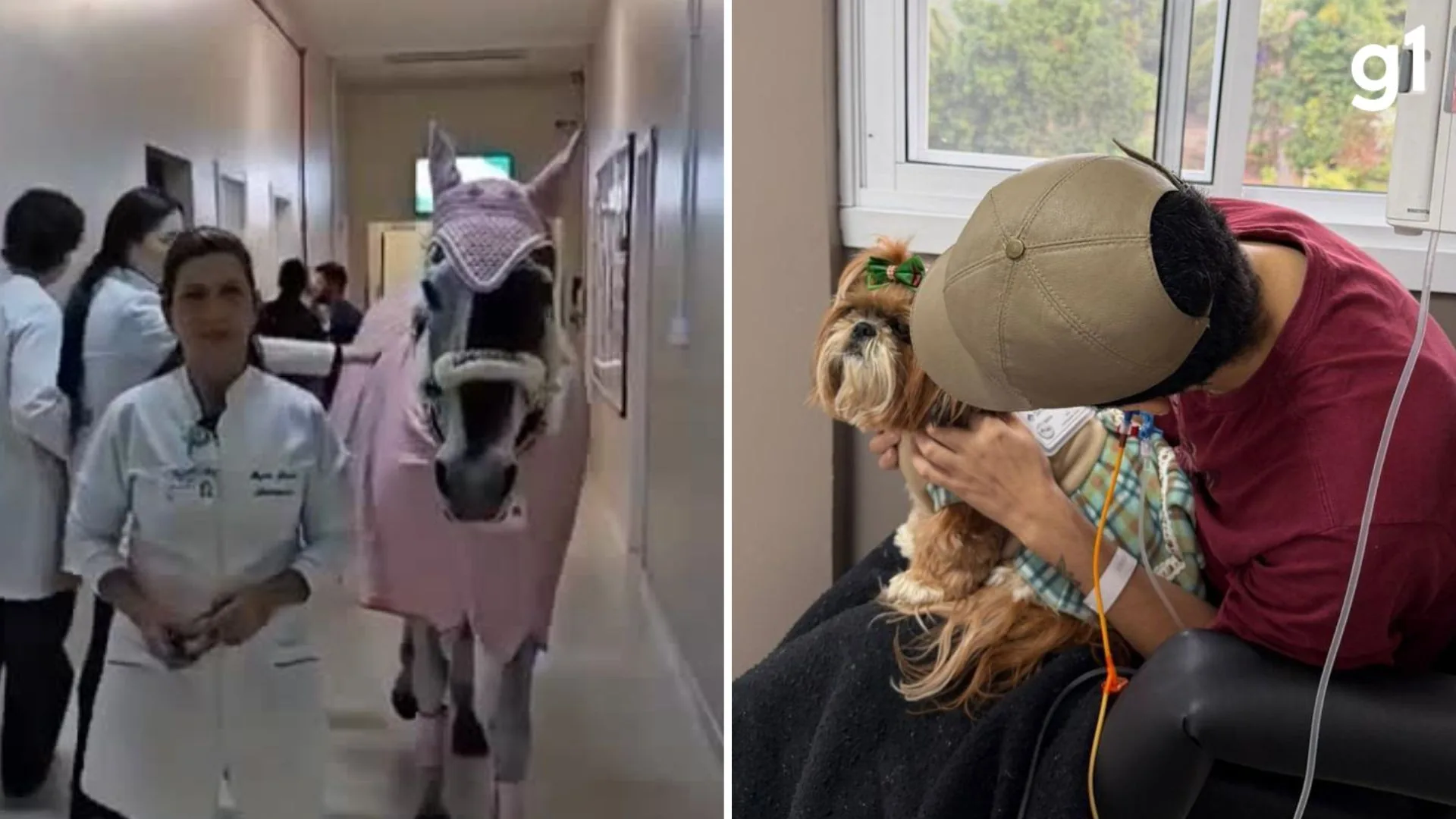 Égua e cadela visitam pacientes em hospital no RS e promovem terapia