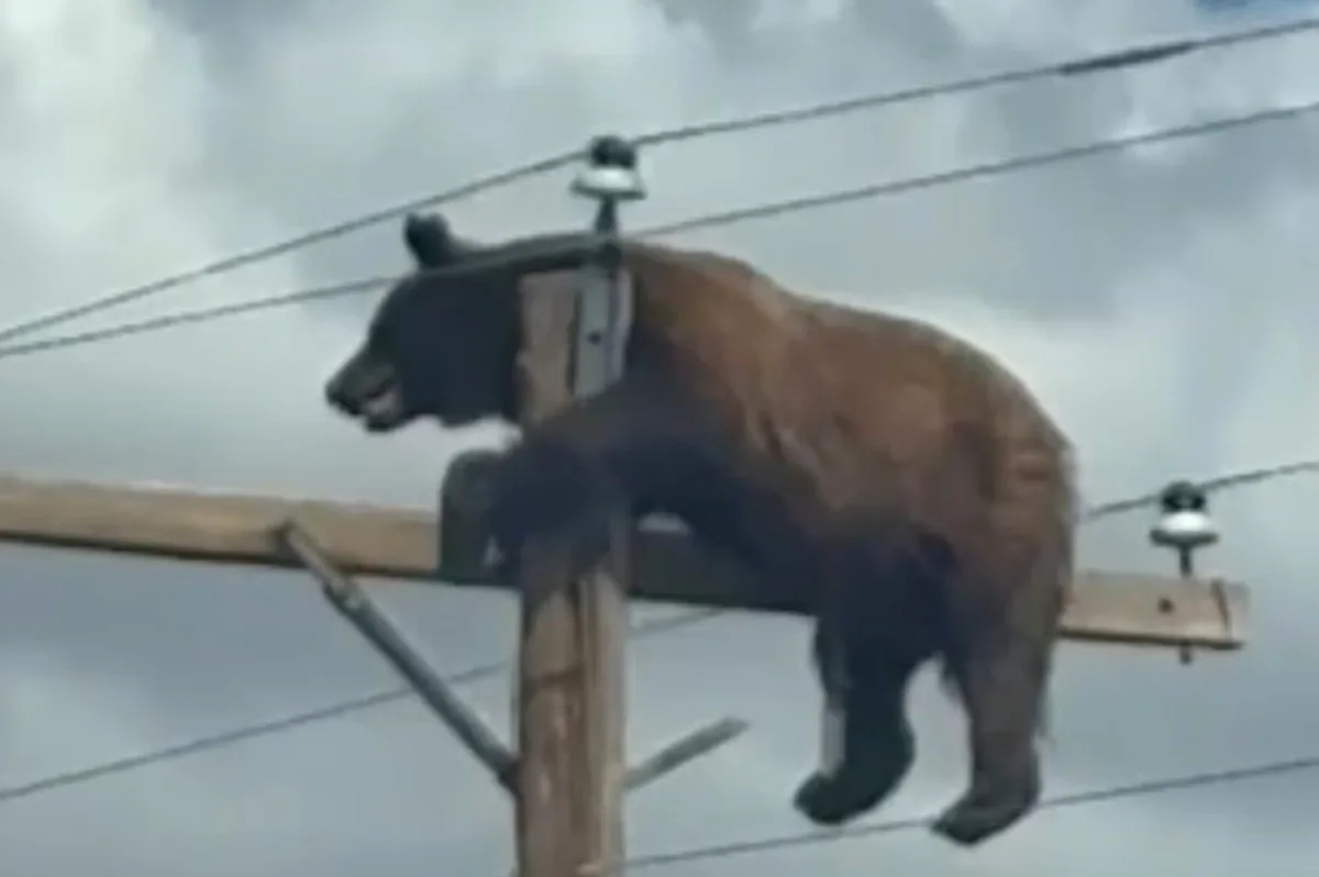 Vídeo de urso sobe no alto de um poste nos EUA e viraliza
