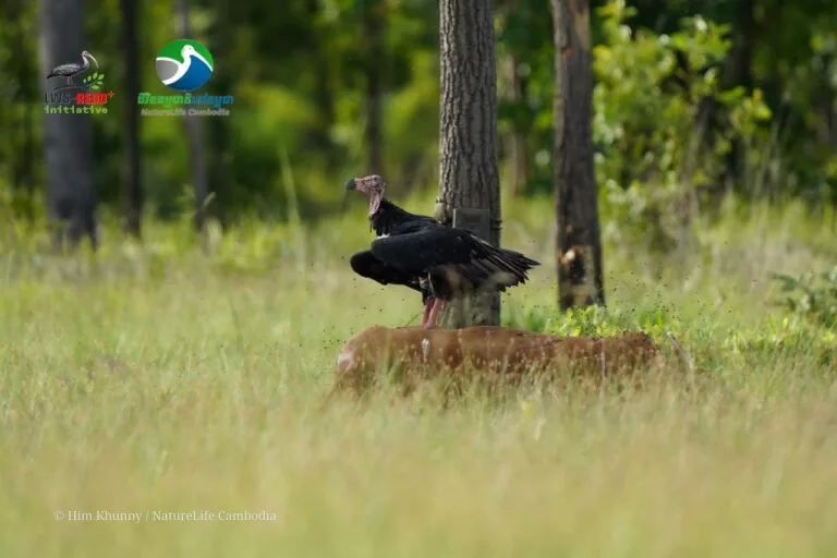 White-rumped vulture returns to a Cambodian sanctuary after a decade’s absence