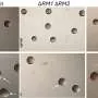 Mecanismos moleculares complexos ajudam bactérias a evitar detecção imunológica