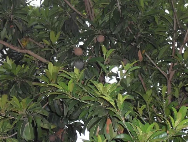 Sapoti: a fruta nostálgica que oferece sabor e sombra